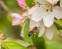 Cork Agtech Company Partners With Inmarsat to Save Bees and Increase Global Crop Production